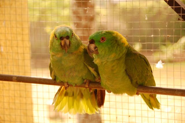 Normas talking parrots